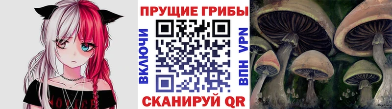 закладки Бирюч Псилоцибиновые грибы MAGIC MUSHROOMS